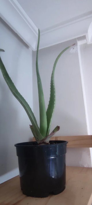 Macetas Aloe Vera Varios Tamaños