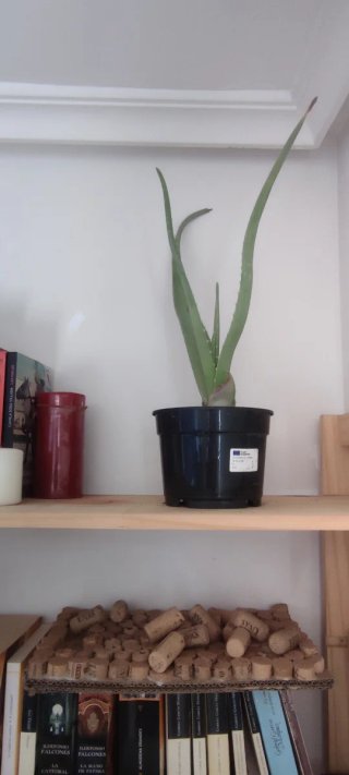 Macetas Aloe Vera Varios Tamaños