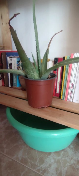 Macetas Aloe Vera Varios Tamaños