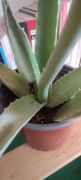 Macetas Aloe Vera Varios Tamaños