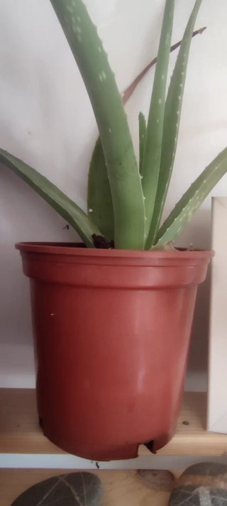 Macetas Aloe Vera Varios Tamaños