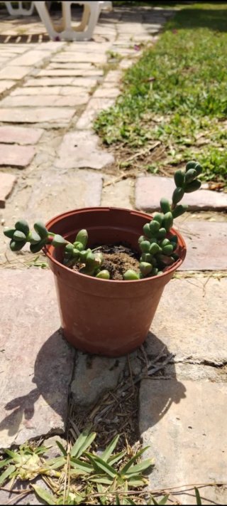 Planta suculenta en maceta