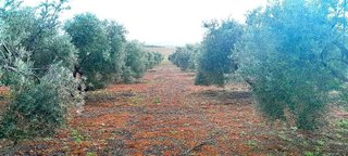 Terreno en venta en Centro en Valdepeñas