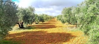 Terreno en venta en Centro en Valdepeñas