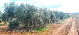 Terreno en venta en Centro en Valdepeñas