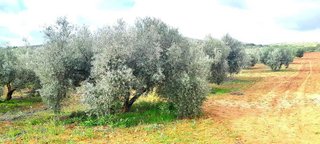 Terreno en venta en Centro en Valdepeñas