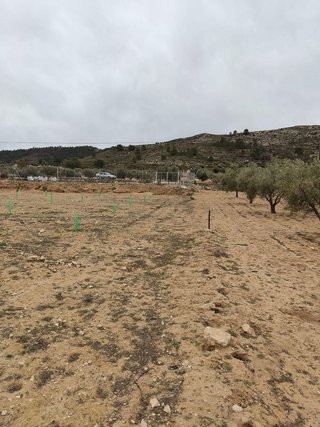 Terreno en venta en Cabanes y Las Fuentes en Villena