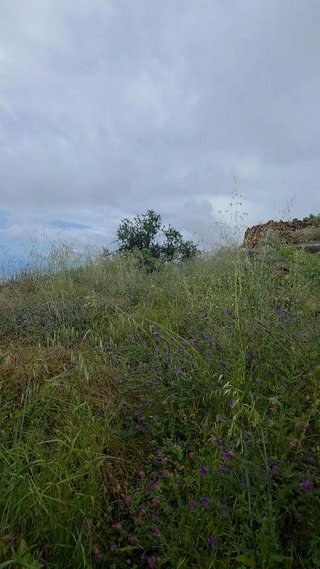 Terreno en venta en Arafo