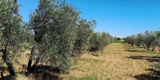 Terreno en venta en Centro en Valdepeñas