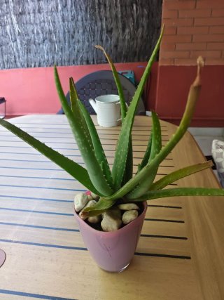Planta Aloe Vera en Maceta Rosa