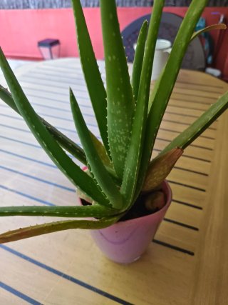 Planta Aloe Vera en Maceta Rosa