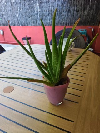 Planta Aloe Vera en Maceta Rosa