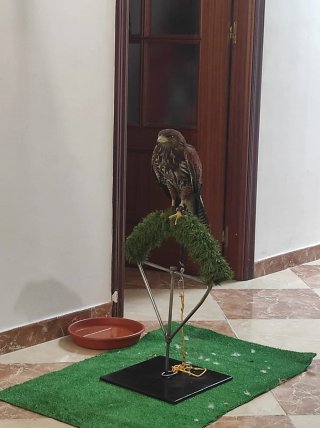 Posadero/Percha para aves rapaces