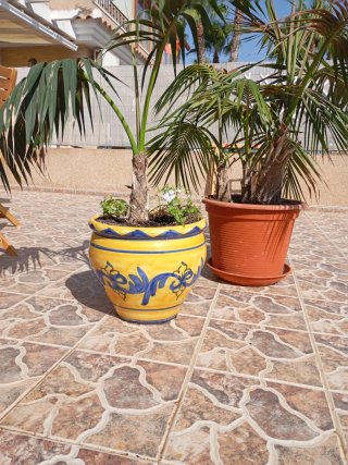 Macetas con palmeras Kentia (Howea Forsteriana).