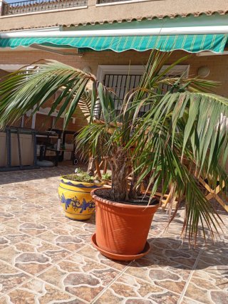 Macetas con palmeras Kentia (Howea Forsteriana).