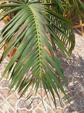 Macetas con palmeras Kentia (Howea Forsteriana).
