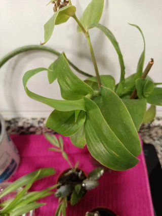 Lote plantas y esquejes de regalo