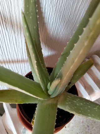 Planta Aloe Vera en Maceta