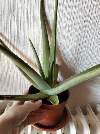 Planta Aloe Vera en Maceta