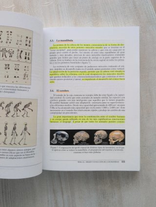 Prehistoria I Las primeras etapas de la humanidad