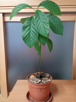 Planta de Aguacate