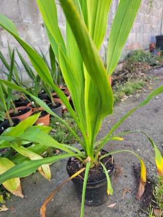 Planta Doryanthes Palmeri