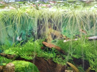 Amazon Frogbit (Limnobium Laevigatum)