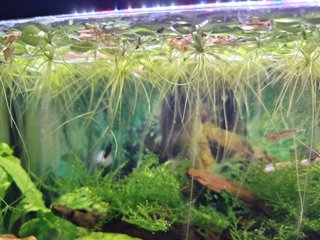 Amazon Frogbit (Limnobium Laevigatum)