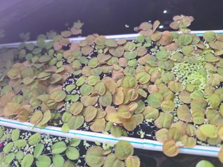 Phyllanthus Fluitans (Raíz Roja)