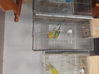 Jaula para pájaros 60cm