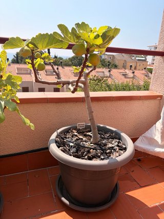 Higuera Brown Turkey 3 años en maceta