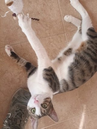 Servicio de cuidado de mascotas a domicilio.