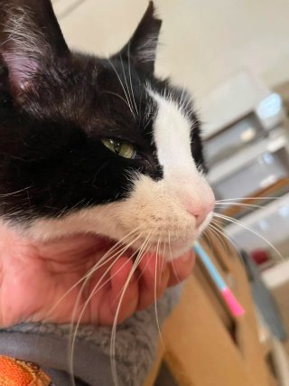 Servicio de cuidado de mascotas a domicilio.