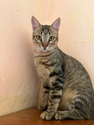 Servicio de cuidado de mascotas a domicilio.