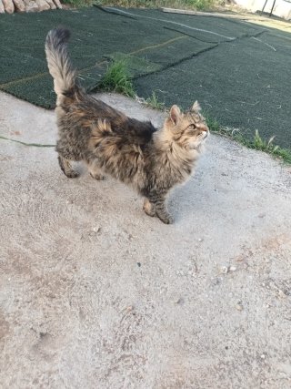 Servicio de cuidado de mascotas a domicilio.