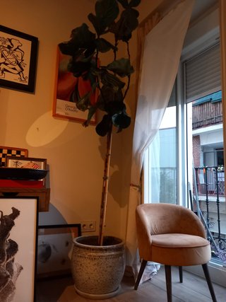 Maceta cerámica y plato con higuera