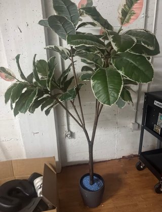 Planta Ficus Artificial Decorativa