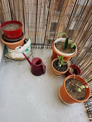2 Plantas Grandes con Macetas 40/Mesas y sillas 35