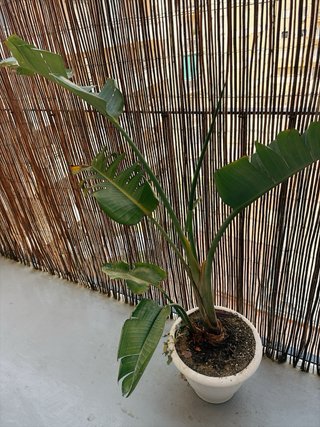 2 Plantas Grandes con Macetas 40/Mesas y sillas 35