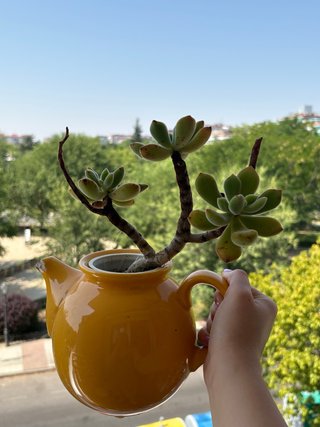 Planta Suculenta Graptopetalum paraguayense