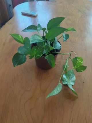 Planta de interior Potos