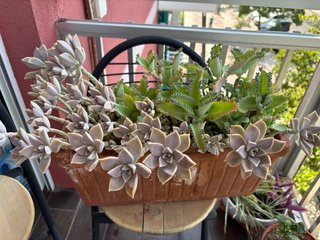 Plantas suculentas en maceta
