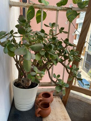 Planta Jade con maceta blanca