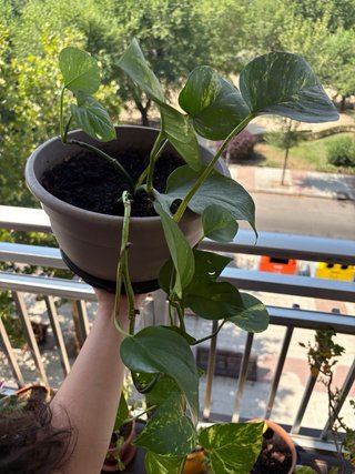 Planta Poto (Epipremnum aureum)