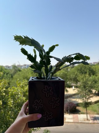 Schlumbergera truncata maceta morada