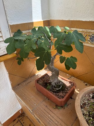 Bonsái Higuera (Ficus carica)
