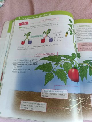 Ciencias de la naturaleza, 4 Primaria, Comunida...