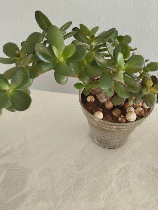 Planta jade