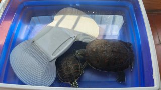 Terrario Tortugas Agua/Tierra Negro