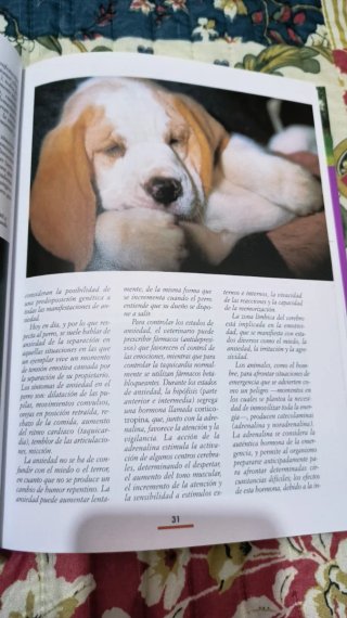 El lenguaje del perro